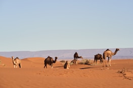 A camel farm with healthy camels under clear blue skies, reflecting care and wellbeing.