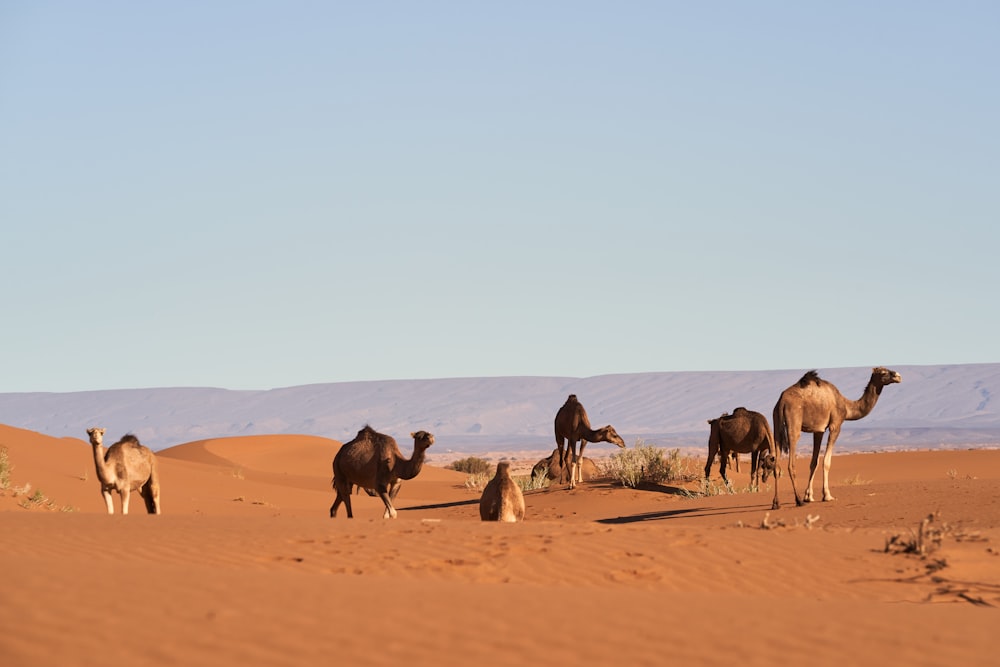 a group of camels walking in the desert