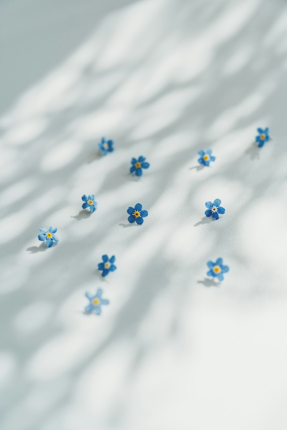 a group of blue flowers sitting on top of a white surface