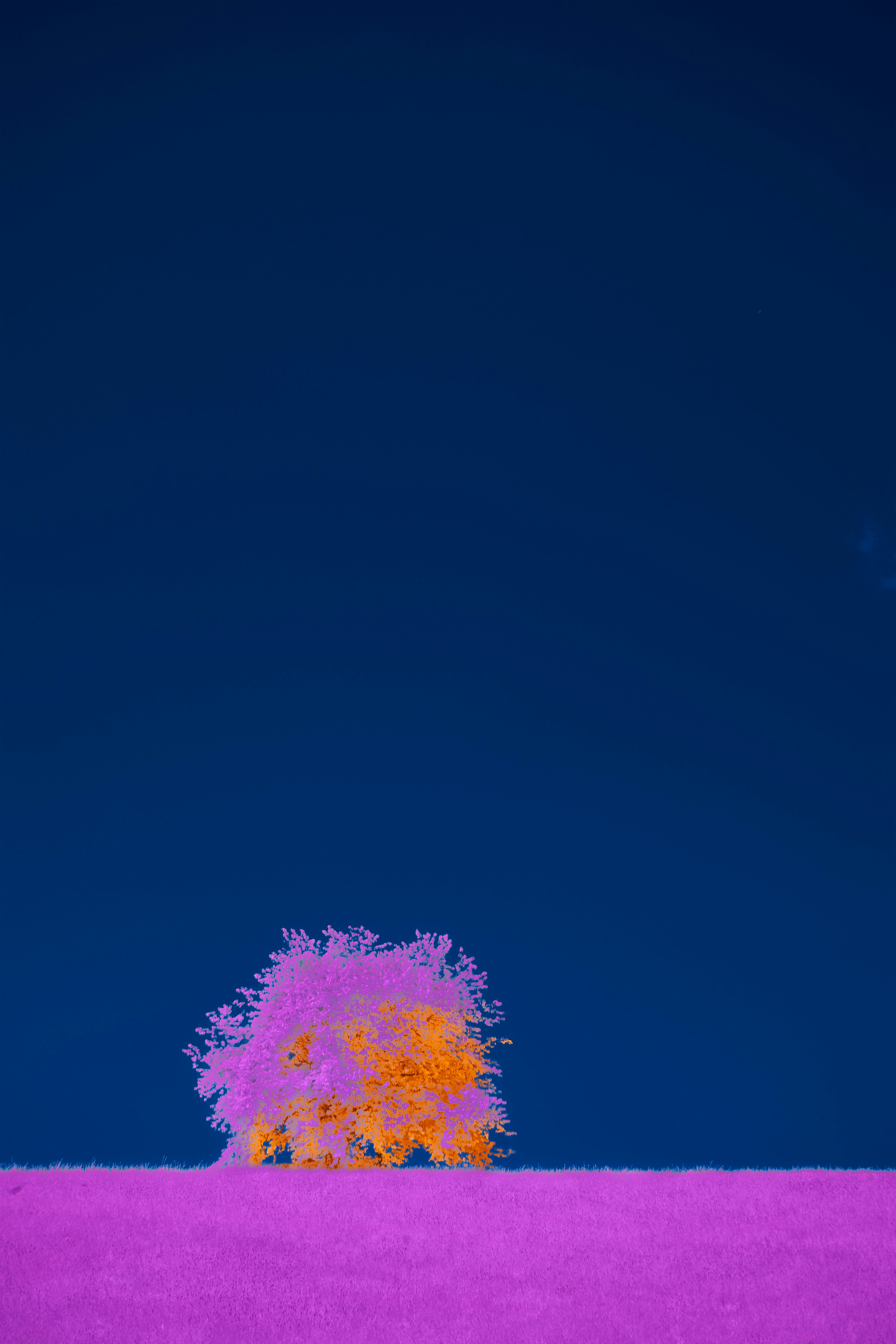 Photo by wolfgang_hasselmann