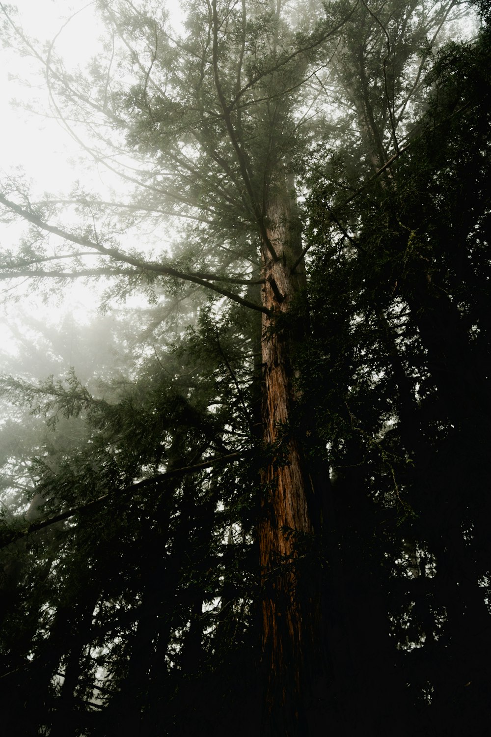 a tall tree standing in the middle of a forest