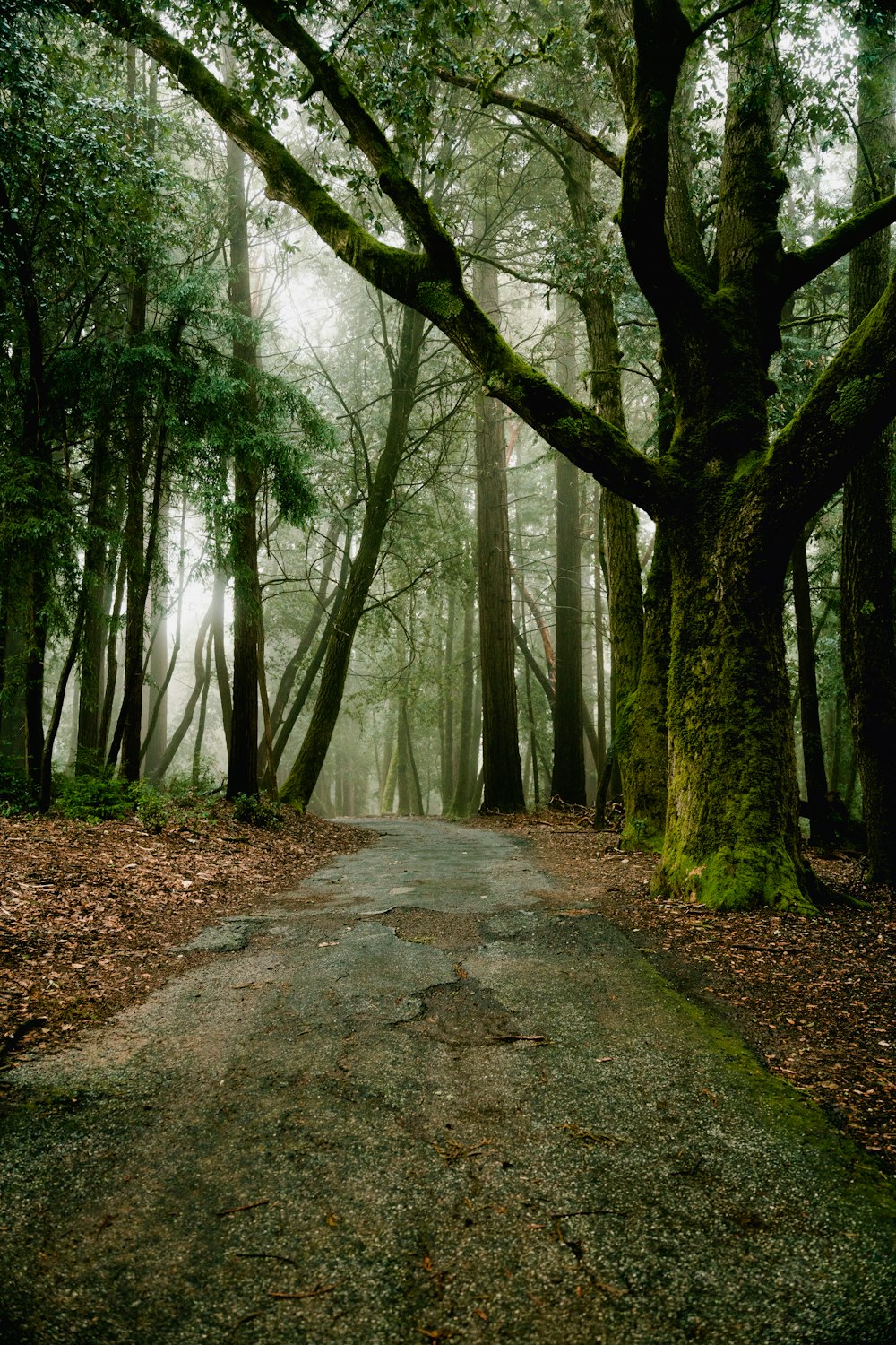 a dirt road in the middle of a forest