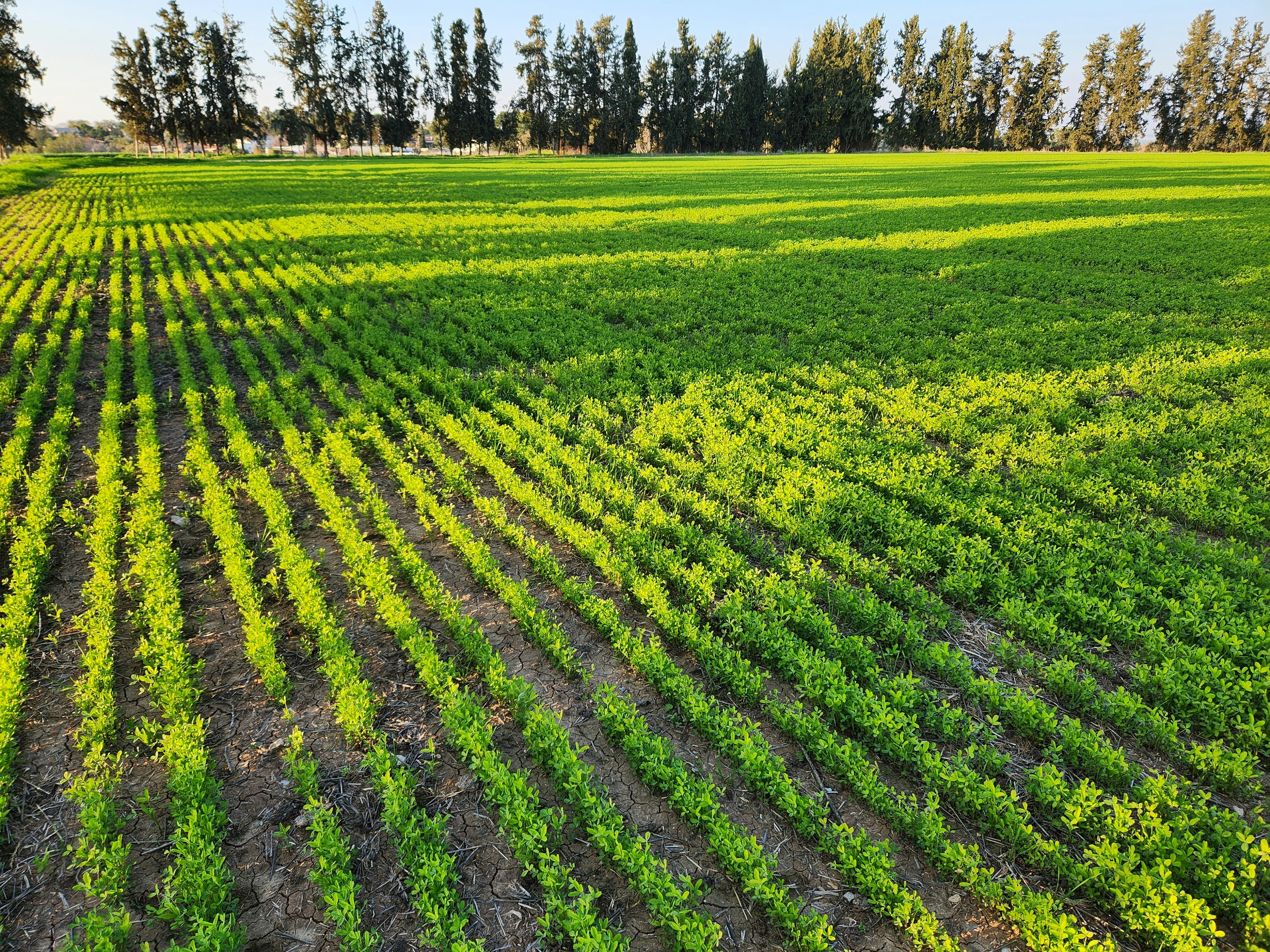 Fertilizantes Ecológicos Premium