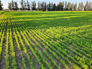 Rows of vibrant green crops stretch across a field, with tall, dense trees forming a natural border in the background. The sunlight casts gentle shadows, enhancing the texture and color contrast in the scene.
