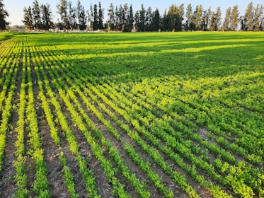 Rows of vibrant green crops stretch across a field, with tall, dense trees forming a natural border in the background. The sunlight casts gentle shadows, enhancing the texture and color contrast in the scene.
