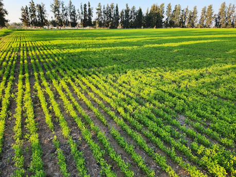Close-up of vibrant green crops treated with pesticides under bright sunlight