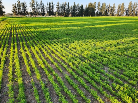 Rows of vibrant green crops stretch across a field, with tall, dense trees forming a natural border in the background. The sunlight casts gentle shadows, enhancing the texture and color contrast in the scene.