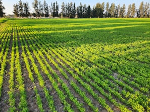 Rows of lush green crops stretching across the fertile land bathed in warm sunlight.