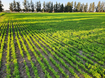 Close-up of vibrant green crops in a field at sunrise
