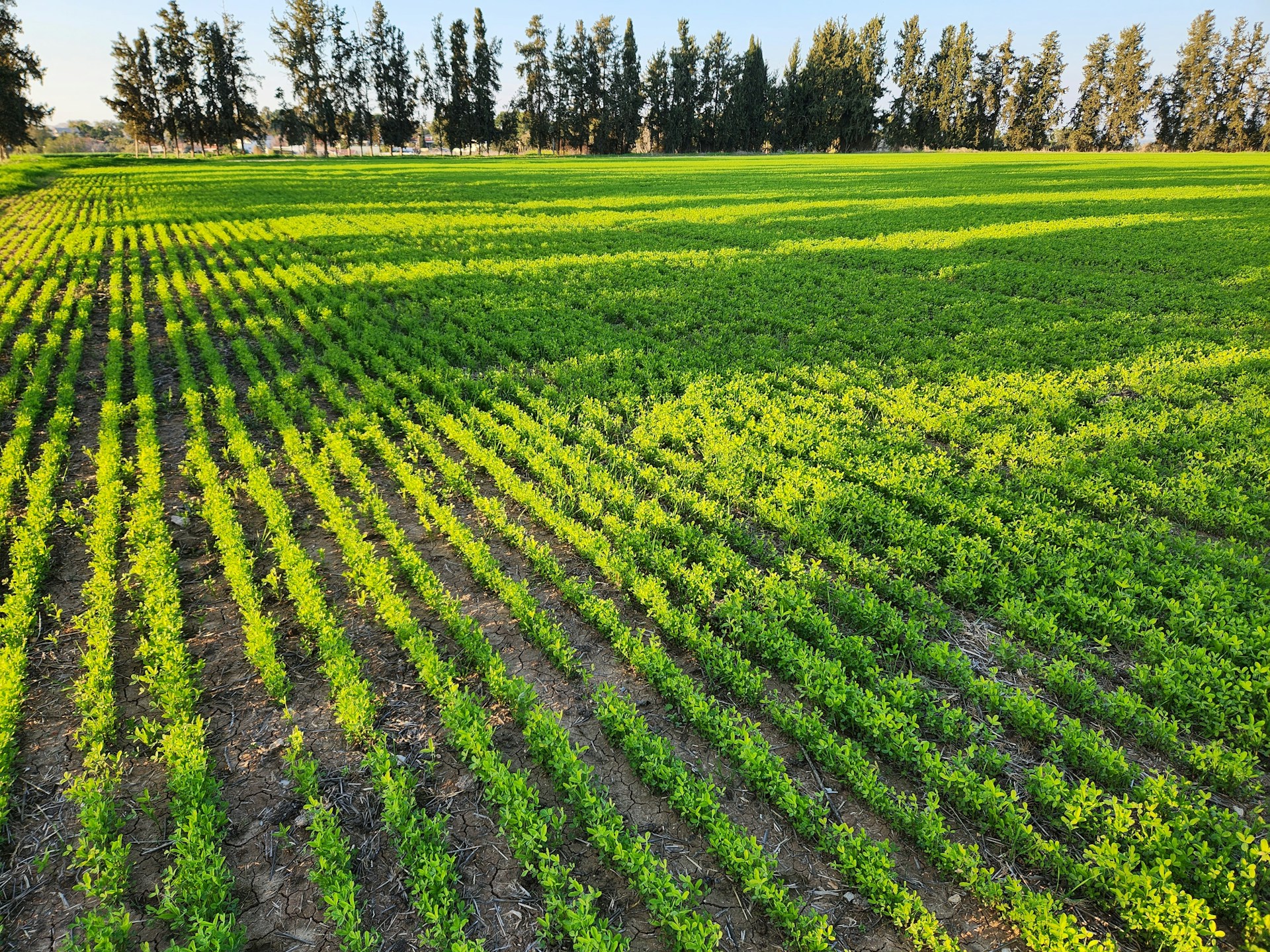black and brown leather padded tub sofa