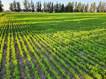 Rows of vibrant green crops stretch across a field, with tall, dense trees forming a natural border in the background. The sunlight casts gentle shadows, enhancing the texture and color contrast in the scene.
