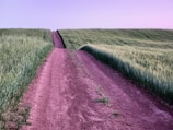 Rural dirt road leading through a large open pasture.