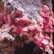 A close-up view of a mineral formation featuring clusters of vibrant pink crystals embedded in a rough, earthy matrix. The crystals are geometric and appear translucent, contrasting with the muted tones of the surrounding rock.
