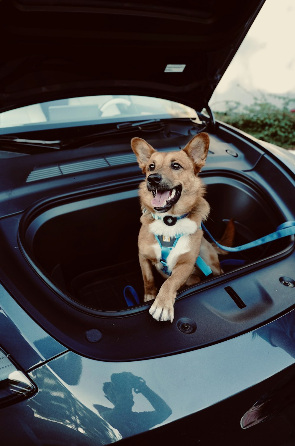 a dog sitting in the open trunk of a car