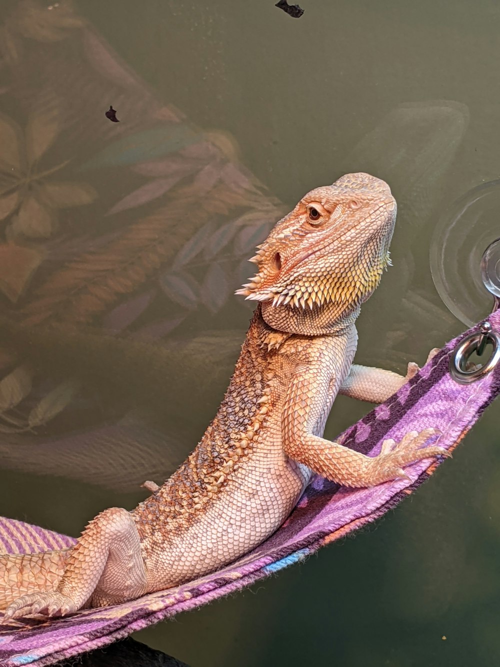 a lizard sitting on a towel in the water