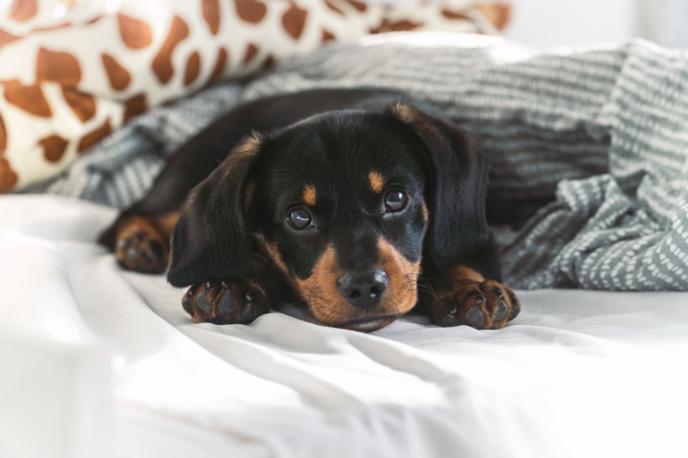 a black and brown dog laying on top of a bed