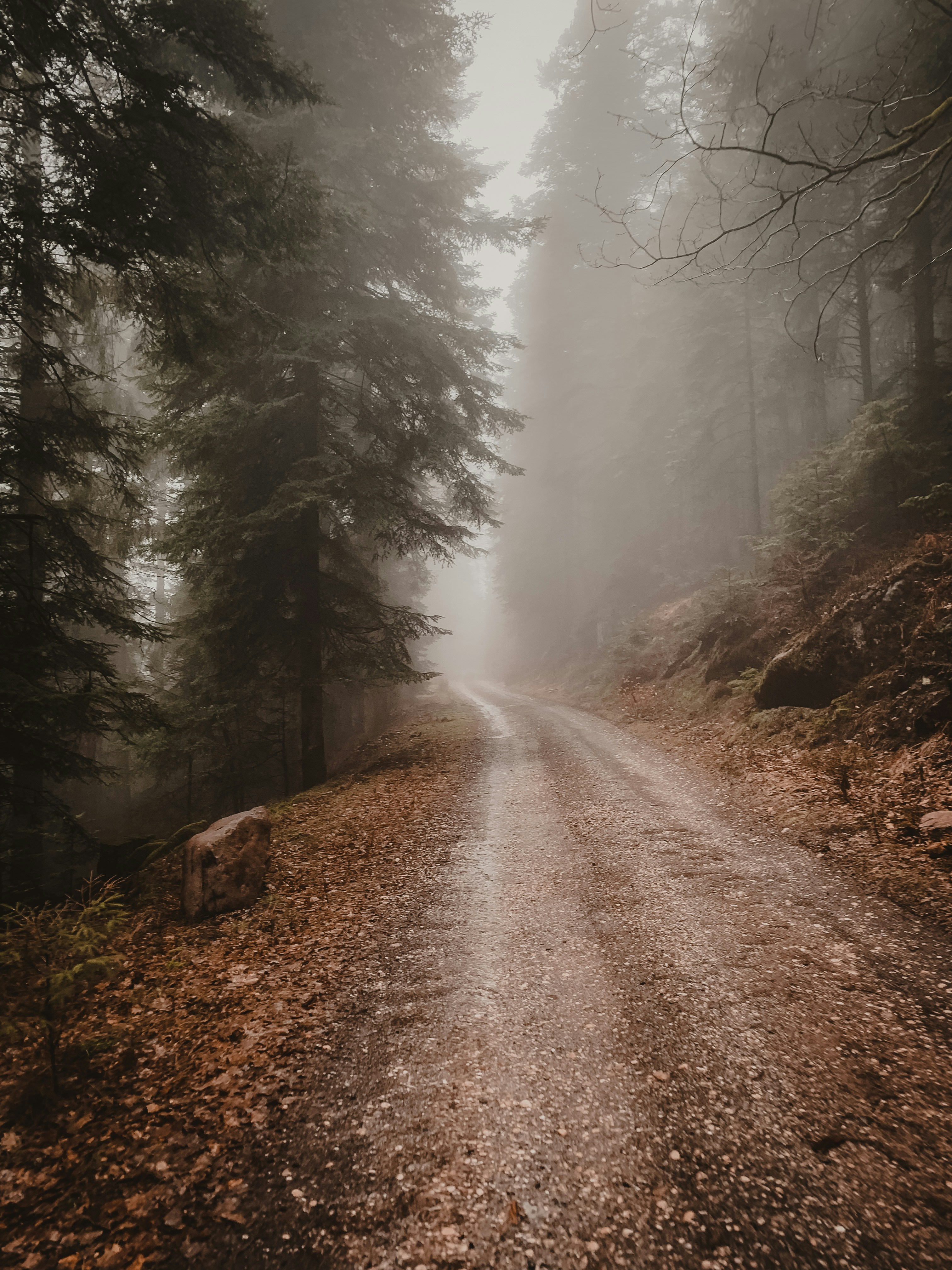 Foto Un camino de tierra en medio de un bosque – Imagen Francia gratis ...