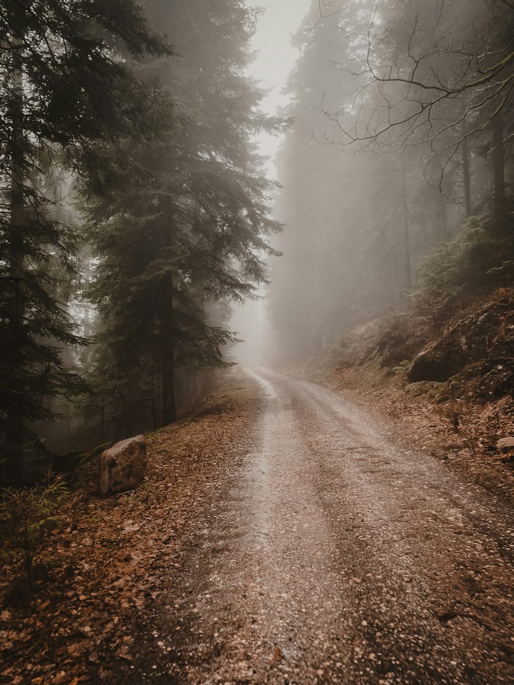 a dirt road in the middle of a forest