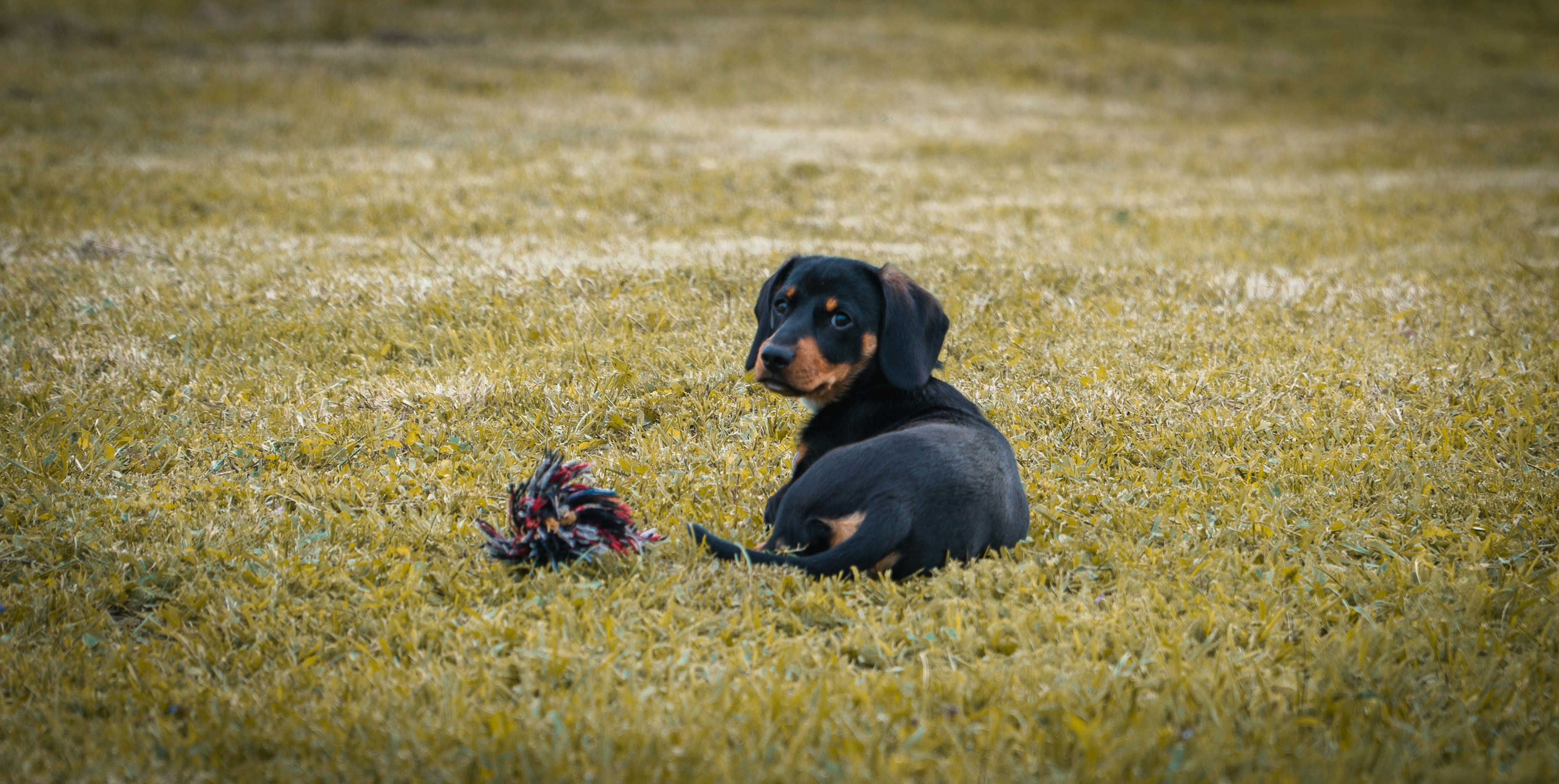 A black and brown dog laying on top of a lush green field photo – Free ...