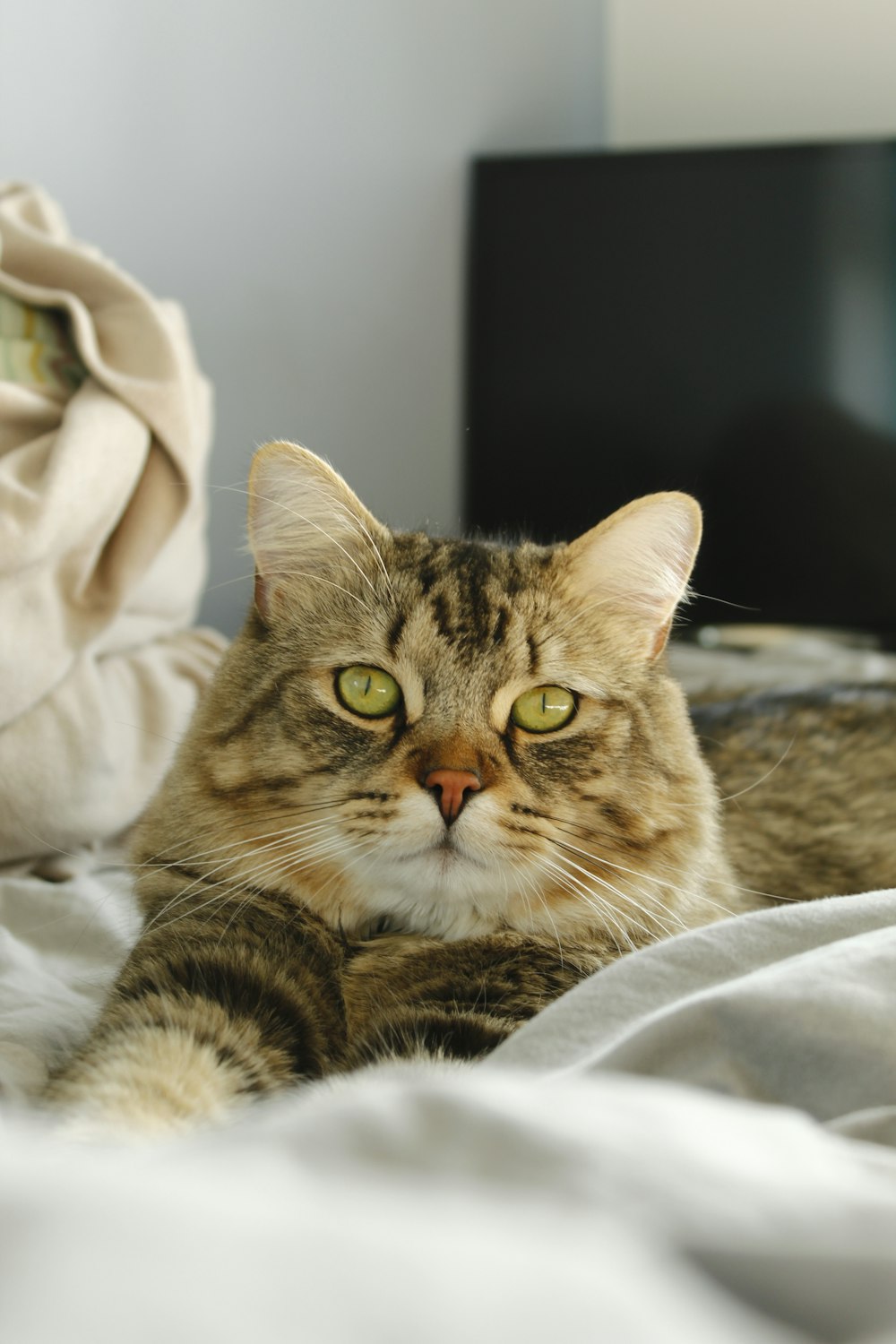 a close up of a cat laying on a bed