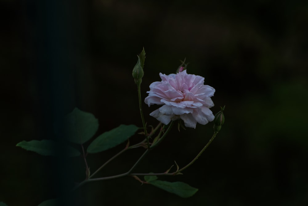 a pink flower with green leaves in the background