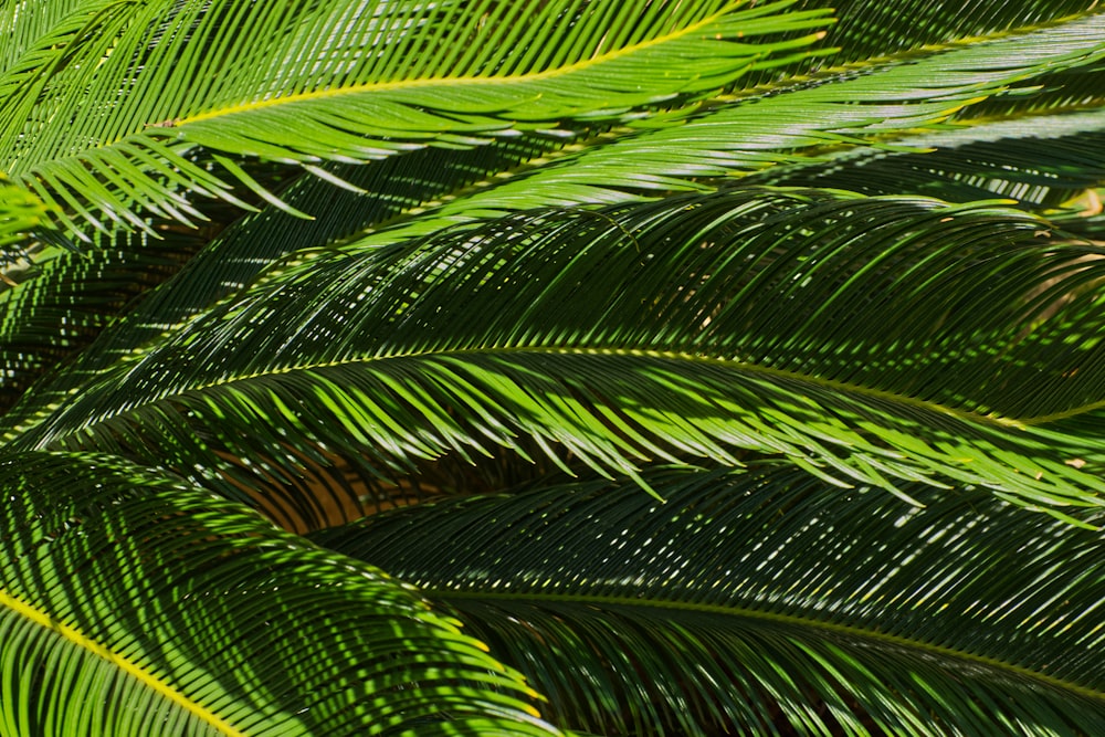 a close up of a green palm tree