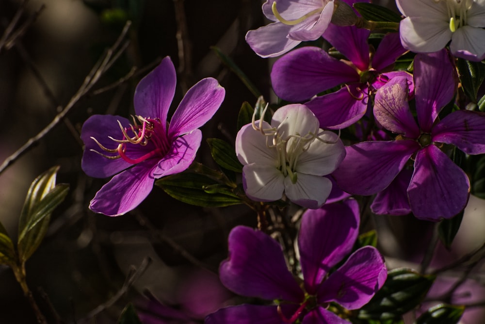 a bunch of purple and white flowers on a tree