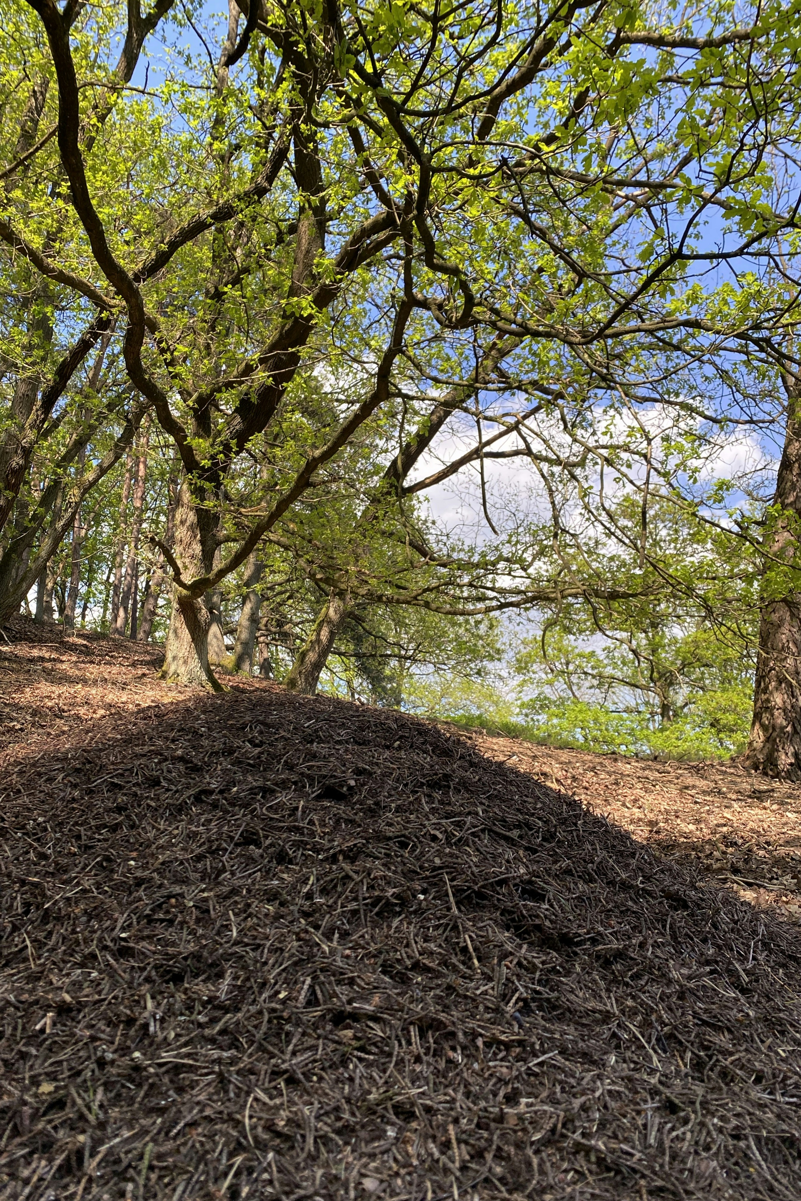 Fresh forestry mulch layer left in place after a fire mitigation clearing job