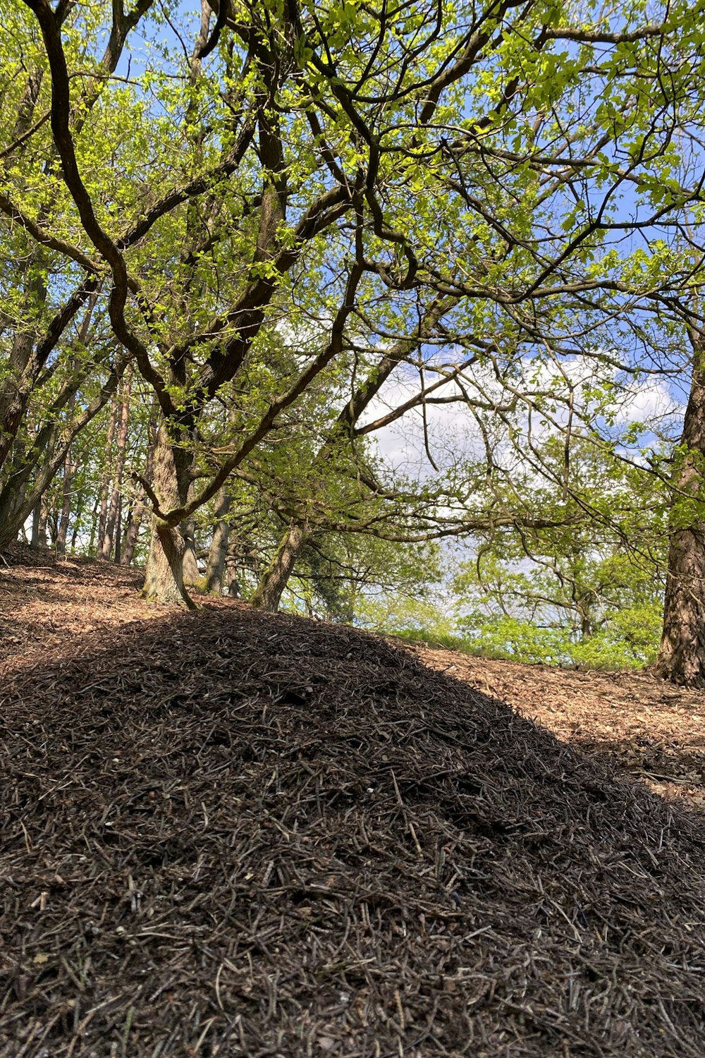 a pile of mulch in the middle of a forest