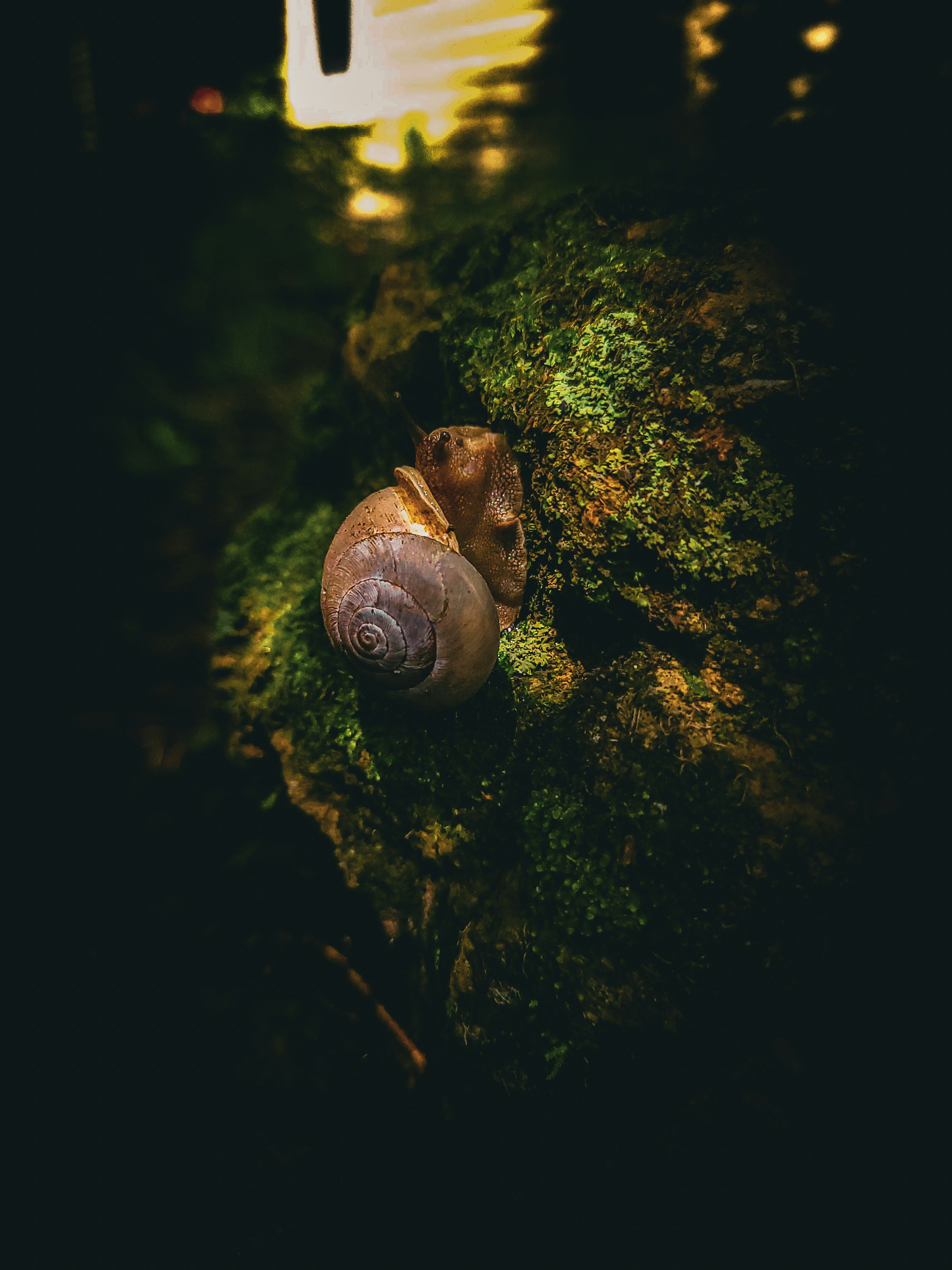 Bebbux Gourmet Snail Products