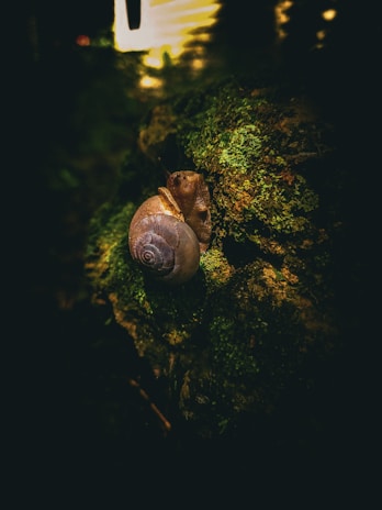 Close-up of a shiny, animated snail NFT glowing with digital energy on a dark background.