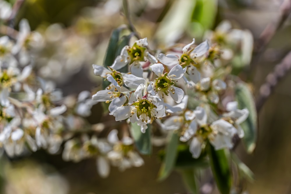 a close up of a bunch of white flowers