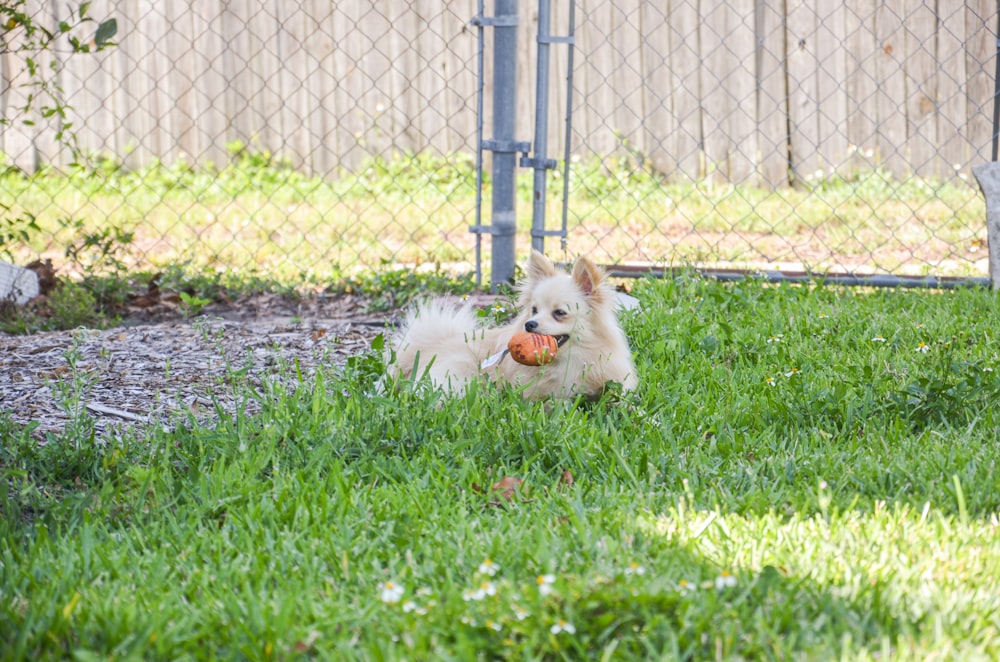 a small white dog laying on top of a lush green field