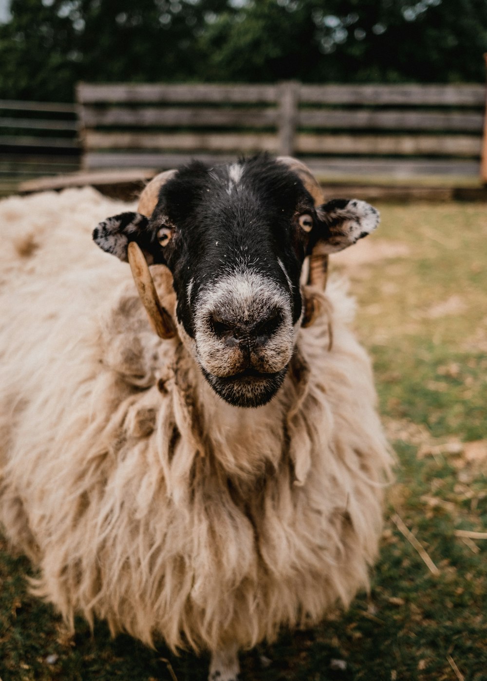 a black and white sheep standing on top of a lush green field