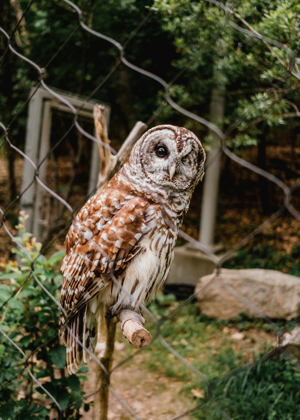 an owl perched on a post in a fenced in area