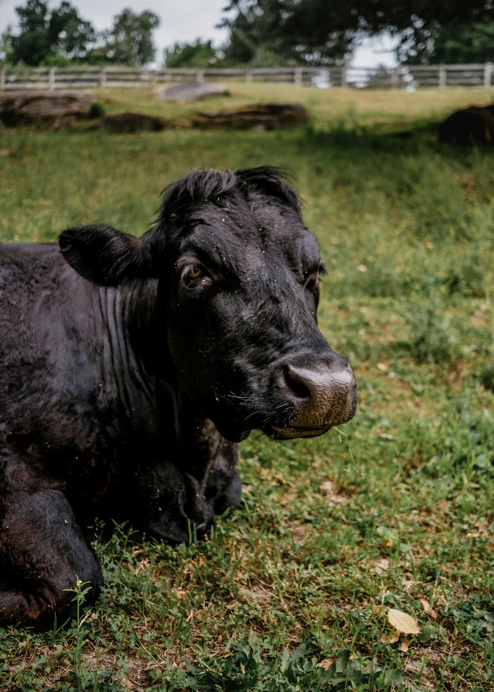 a black cow laying down in a field