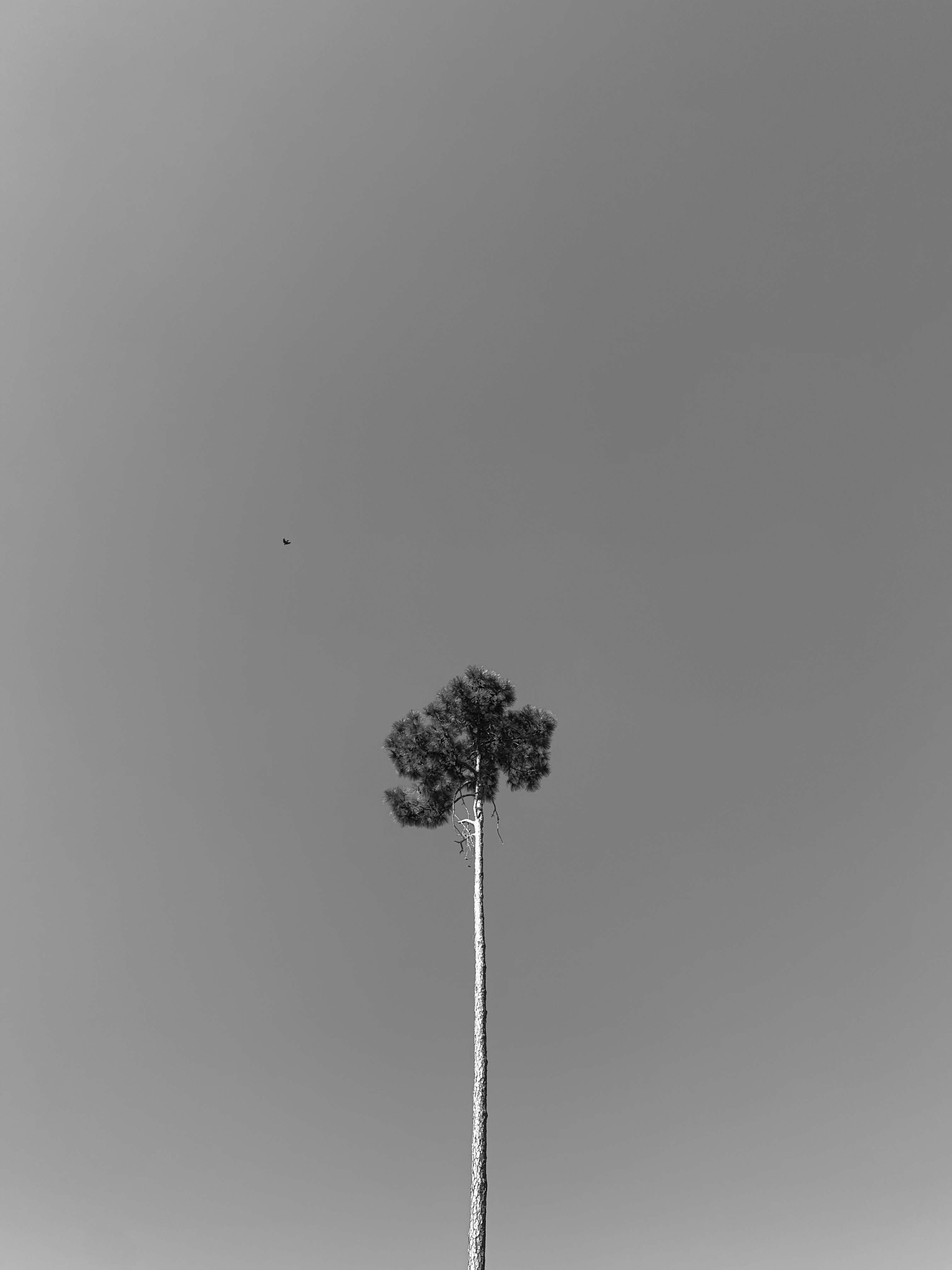 Black and white photo of a tree and bird