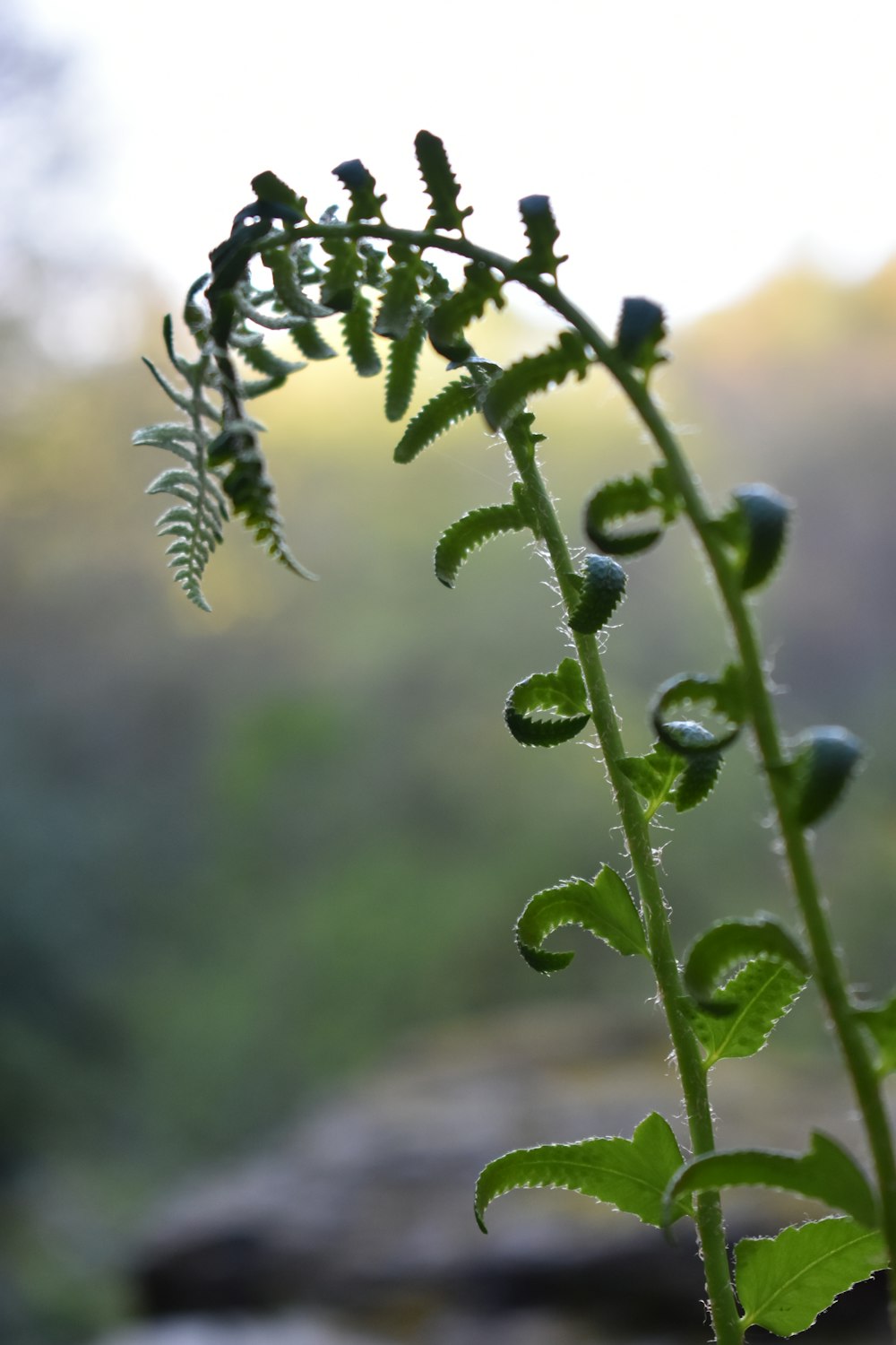 a close up of a plant with a blurry background