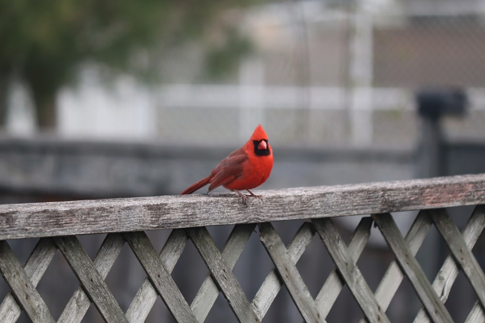 a red bird sitting on top of a wooden fence