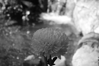 Close-up of Brahma Kamal flower blooming amidst Himalayan rocks with a subtle digital DNA helix overlay.