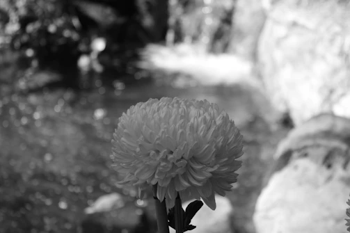 Close-up of Brahma Kamal flower blooming amidst Himalayan rocks with a subtle digital DNA helix overlay.