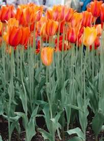 A cluster of vibrant orange and red tulips standing tall in a garden setting with green stems and leaves, capturing the colors of spring. The flowers are in full bloom against a blurred background of people, suggesting a public garden or park.