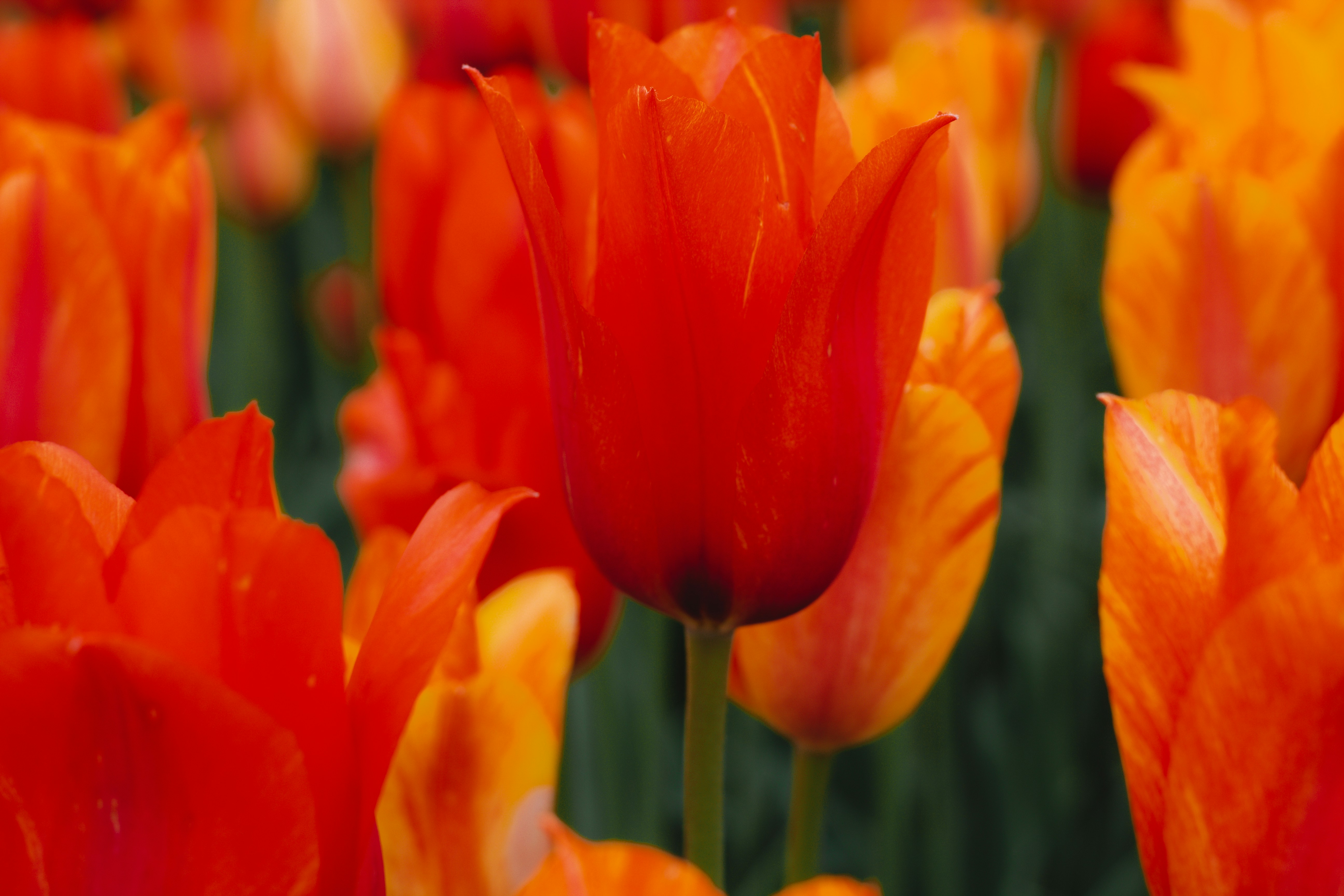 Photo by aryanspixel