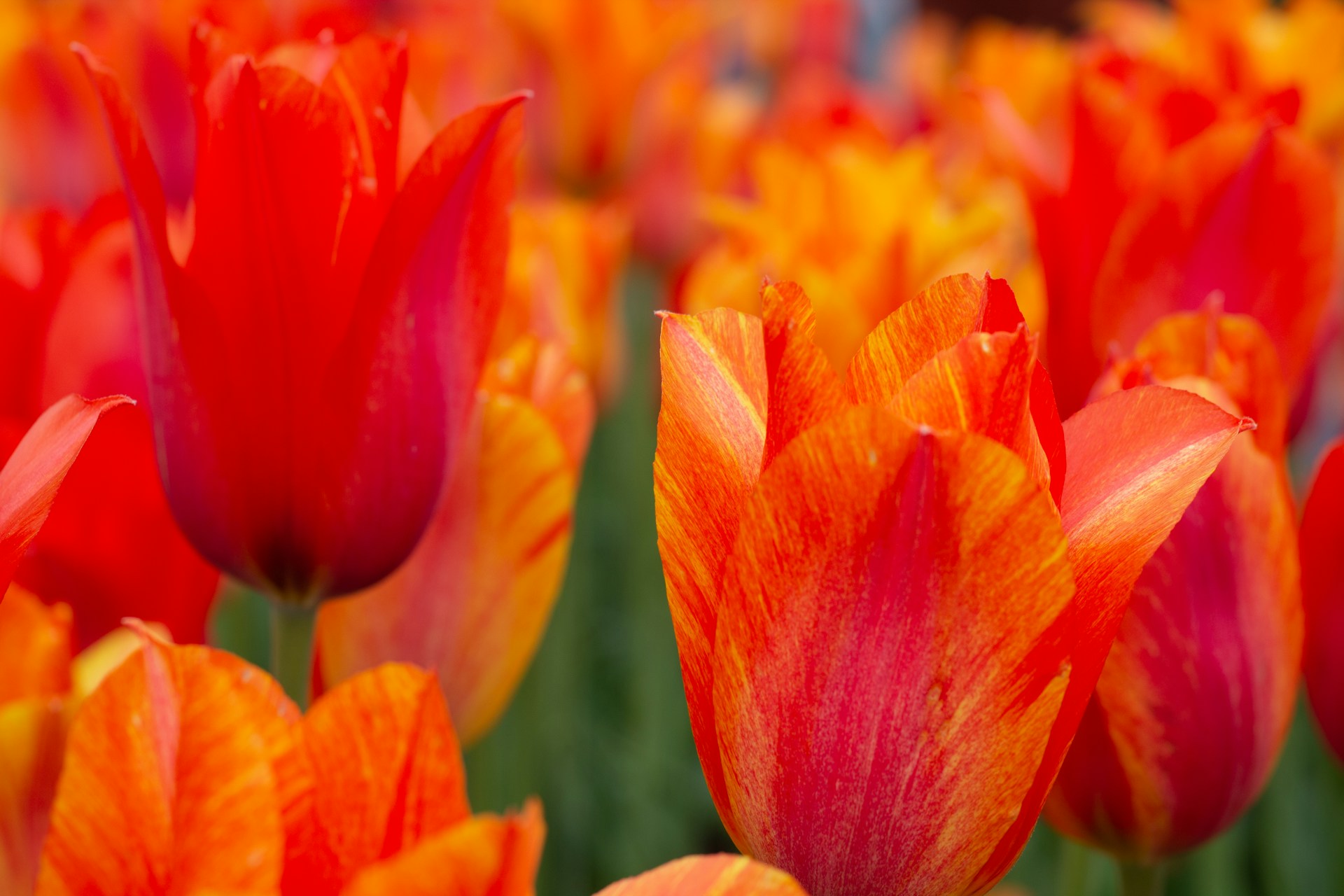 An abstract arrangement of blooming tulips in warm hues, capturing the essence of organic beauty and optimism.