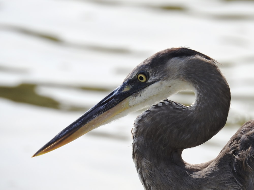 a close up of a bird with a long neck