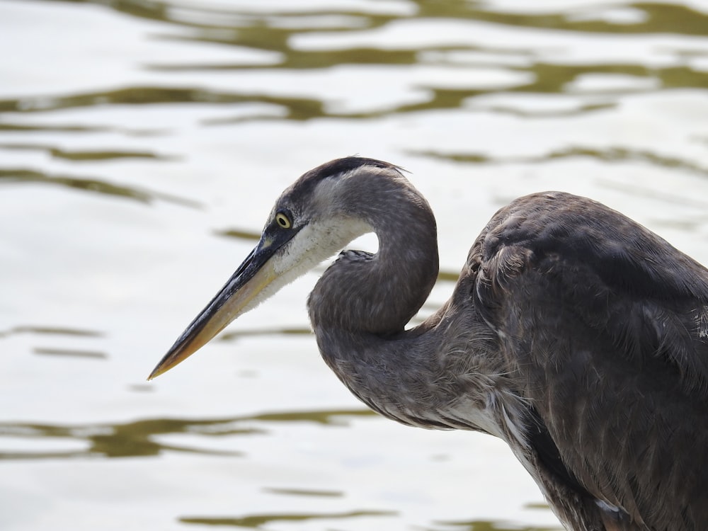 a close up of a bird near a body of water