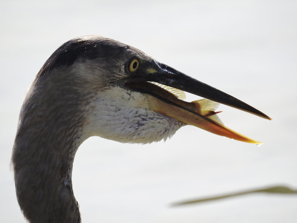 a close up of a bird with a long beak