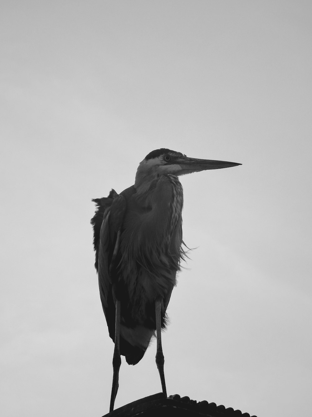 a black and white photo of a bird on a roof