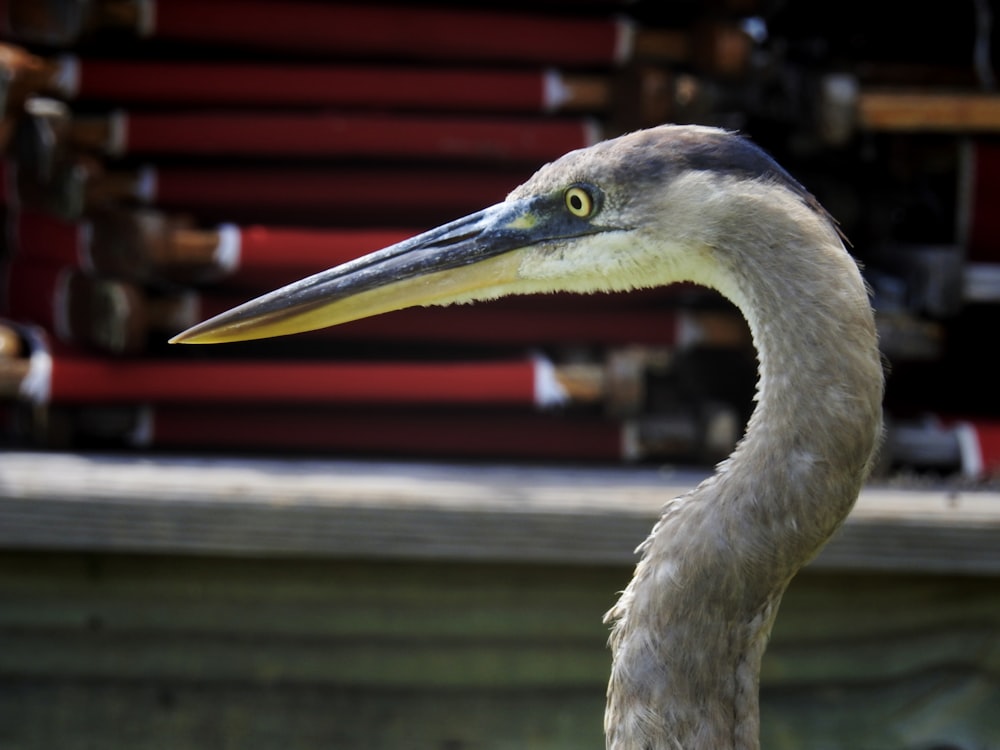 a close up of a bird with a long neck