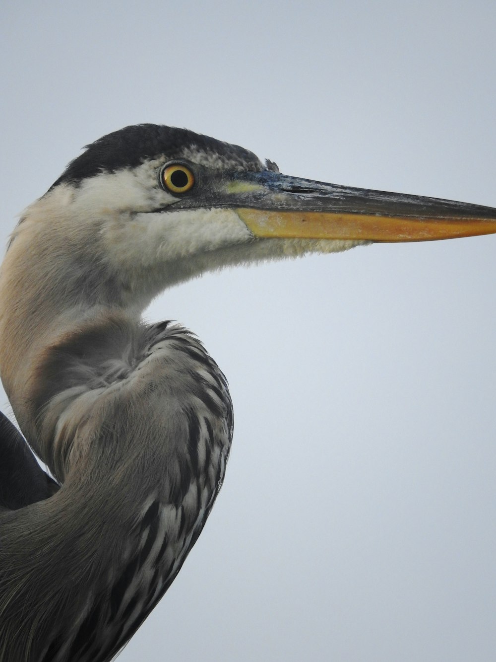 a close up of a bird with a long neck